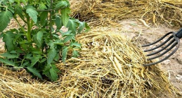 Jak a co správně mulčovat rajčata ve skleníku a na otevřeném poli